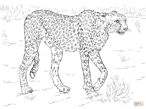 About the animals coloring pages. Printable Realistic Animal Coloring Pages at GetColorings ...