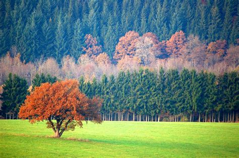 Free Images Landscape Tree Nature Mountain Field Meadow Leaf
