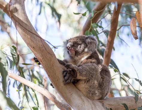 The 11 Best Places To See Wild Koalas In Australia — Walk My World