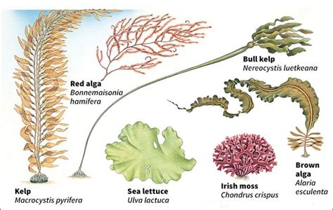 Ms Js Marine Ecology Class Types Of Seaweed
