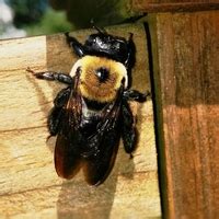 Learn about our wilmington google reviews! Pest Library & Knowledge Center | Economy Exterminators