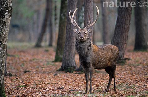 Stock Photo Of Formosan Sika Deer Cervus Nippon Taiouanus Stag In