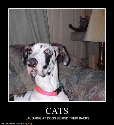 Funny Animals Zone Funny Cats And Dogs With Captions