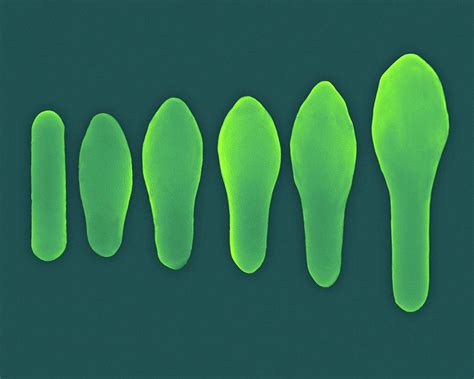 Clostridium Spore Development Photograph By Dennis Kunkel Microscopy