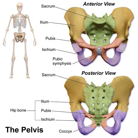 Pelvis Anatomy Human Anatomy And Physiology Anatomy