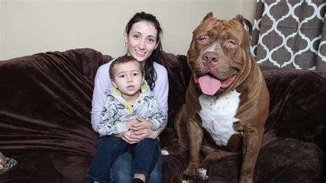 Besondere Züchtung Riesen Pitbull Hulk Wiegt 80 Kilo Und Ist Noch Nicht Mal Ausgewachsen