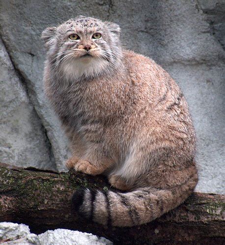 Pallass Cat Pets Cute And Docile