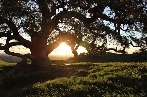 Free Stock Photo Of Sun Shining Through Branches Of Large Oak Tree