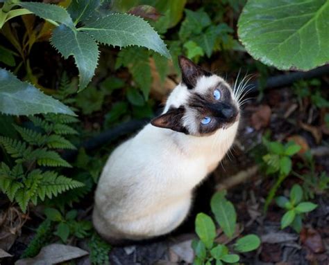 California Forest Cat Siamese Cats Cat Breeds Old Cats