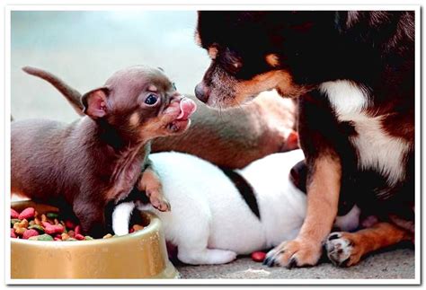 Everything the raw feeder should know. How many times should a dog eat a day? - Dogsis