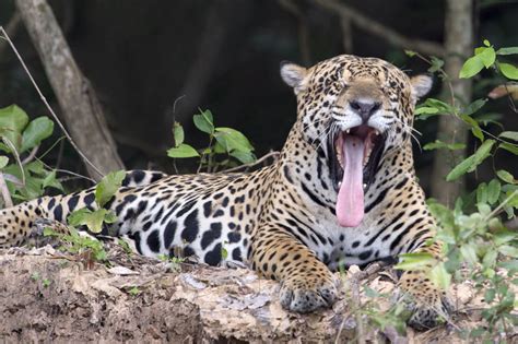 Jaguar Tropical Rainforest Animals Why Is The Amazon Rainforest So