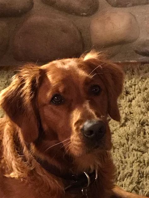 Wonderful personalities, very clever and alert. Golden Retriever Puppies| Hunting | Service - Boise ...