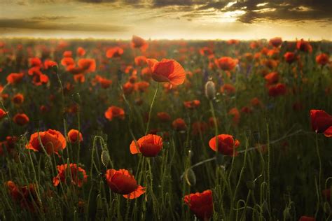 Free Download Orange Flowers Field Poppies Sunset Flowers Red