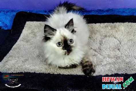 Dijual Kitten Persia Usia 3 Bulan | HewanDijual.com