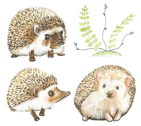 Set Of Cute Hedgehogs In Watercolor 9887376 Vector Art At Vecteezy