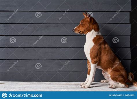 Studio Shot Of Basenji Dog Sitting In Side View Over Grey Planks