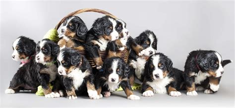 They are rather friendly with strangers, and are generally good with other. BREED SPOTLIGHT: BERNESE MOUNTAIN DOGS | Pawderosa Ranch