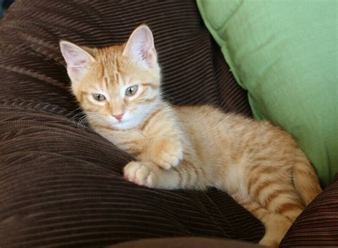 Tabby Cat Names 350 Best Names For Tabby Kittens Petpress