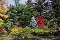 They are an evergreen and can grow 40 to 60 feet. Evergreen, Screens and Trees on Pinterest
