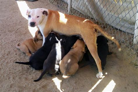 Stray Dog Leads Rescuers To Litter Of Puppies Shed Been Running Home