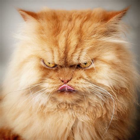 20 Pictures Of The Worlds Angriest Cat Named Garfi Hes Adorable