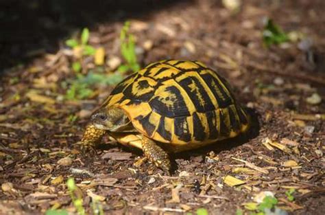 Box turtles are the most common terrestrial turtle in the eastern u.s., and the only 'land' turtle found in n.j. Teach Besides Me: picture of turtle and tortoise