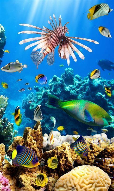 Image Result For Animated Coral Reef Wallpaper Ocean