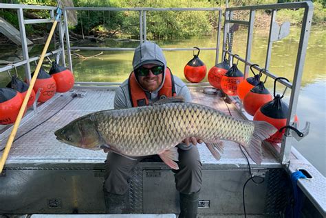 Two Grass Carp Caught In Great Lakes Ontario Out Of Doors