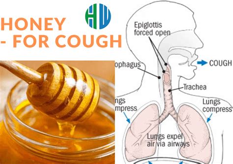 Treatment For Cough Honey And Cough Medicine Healthweakness