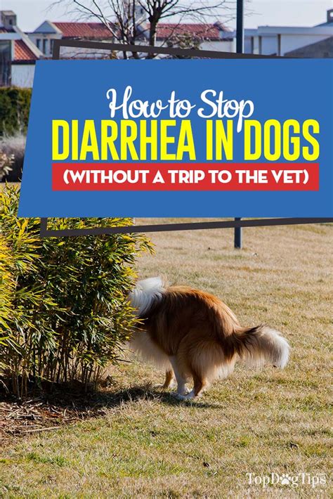 Diarrhea In Dogs Must Be Taken Seriously Observe Your Pet Closely