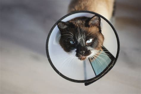 5 Siamese Cat Health Issues Symptoms Causes Treatment And Prevention