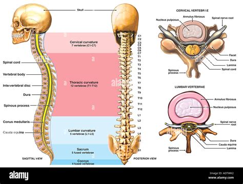 Colonne Vertébrale Ue5 Anatomie Tutorat Associatif Toulousain