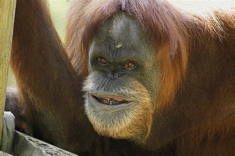 Funny Animals Funny Orangutan Photos