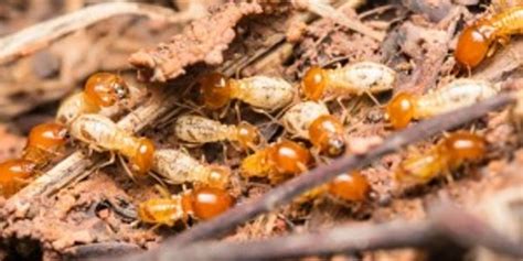 Termites In Oregon Types Facts And Control Tips