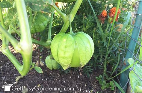 In fact, they're typically better when they're still green. When And How To Harvest Tomatillos - Get Busy Gardening