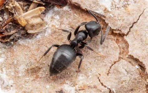 White Footed Ant Identification In Jacksonville Fl Lindsey Pest Services