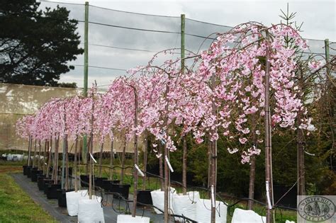 £29.99 for two rose trees (60. Winter Hill Tree Farm: Cherry - Pink Weeping — Prunus ...