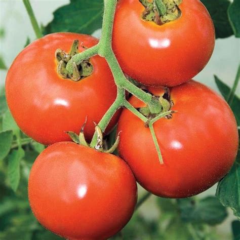 Check spelling or type a new query. Manitoba Tomato Seeds (250mg) (With images) | Tomato seeds ...