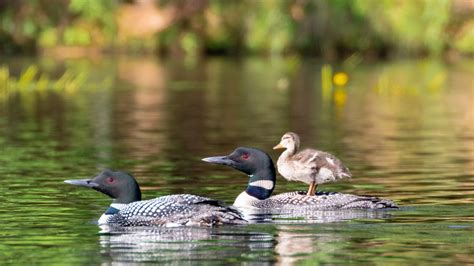 The Loon Project has documented loons in Wisconsin raising a duckling
