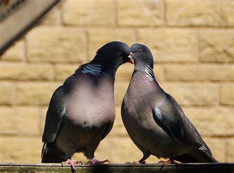 Billing And Cooing Wood Pigeons Let Me Whisper In Your E Flickr