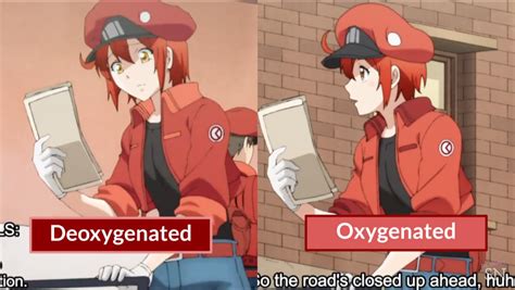 Red Blood Cell Ae From Cells At Work Acebubbletea