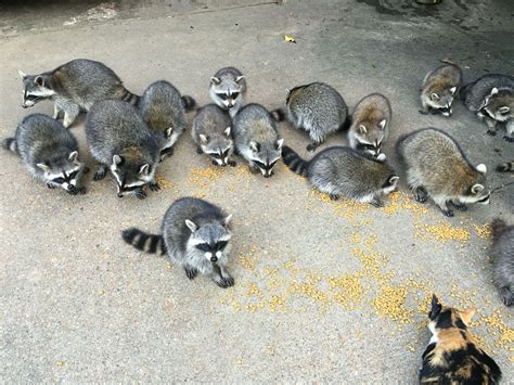 When I Put Out Cat Food For My Cat She Has Learned To Share Raccoon
