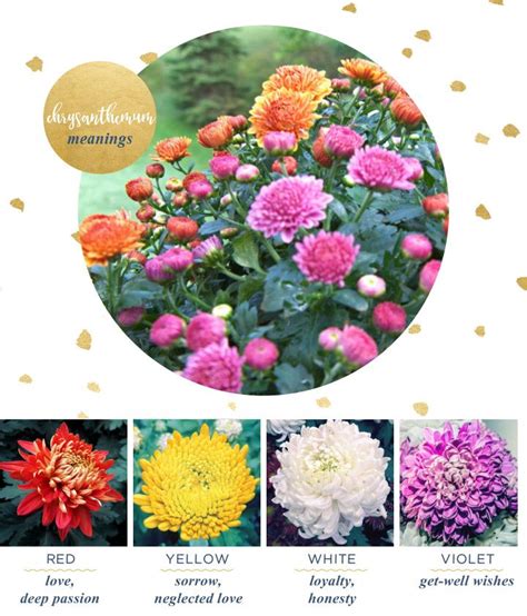 Chrysanthemum Meaning And Symbolism Chrysanthemum Meaning