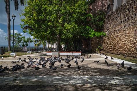 Reapertura Parque De Las Palomas Municipio De San Juan