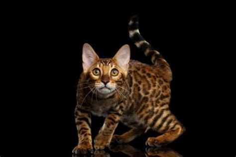 How Much Is A Bengal Cat In Australia 2020