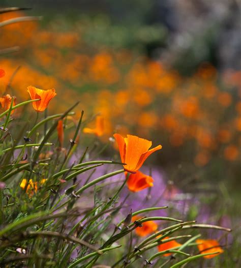 We did not find results for: California Poppies are in full bloom all around ...