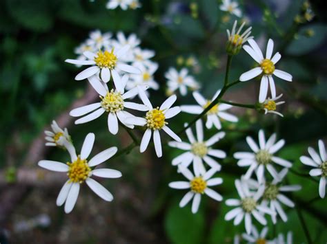 Free Images White Flower Spring Flora Wildflower Flowers Aster