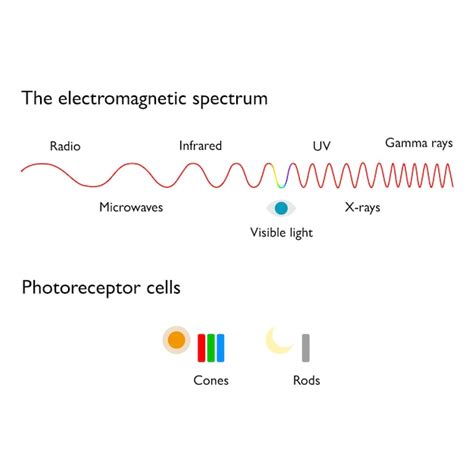 Premium Vector Electromagnetic Spectrum And Photoreceptor Cells