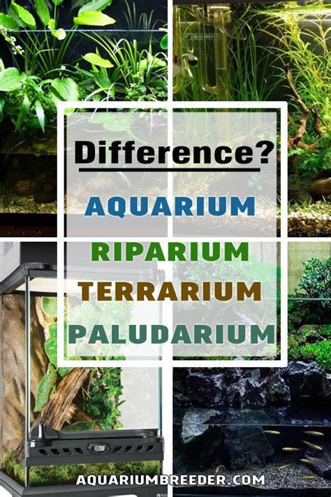 Vivarium Or Terrarium Vs Paludarium