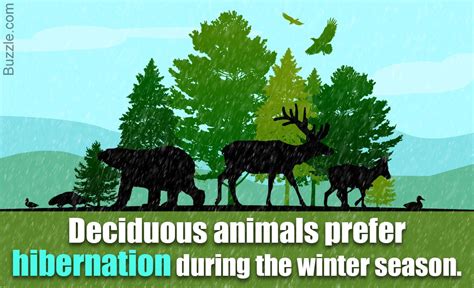 The Variety Of Deciduous Forest Animals Is Truly Mind Boggling